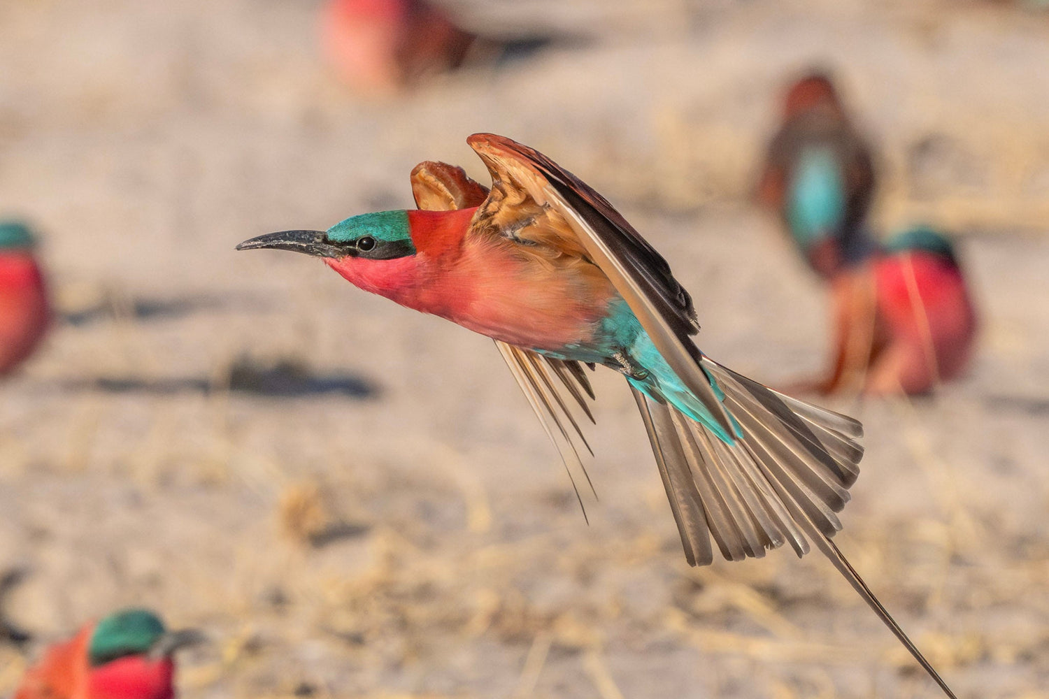 Bird in flight with a blurred natural background