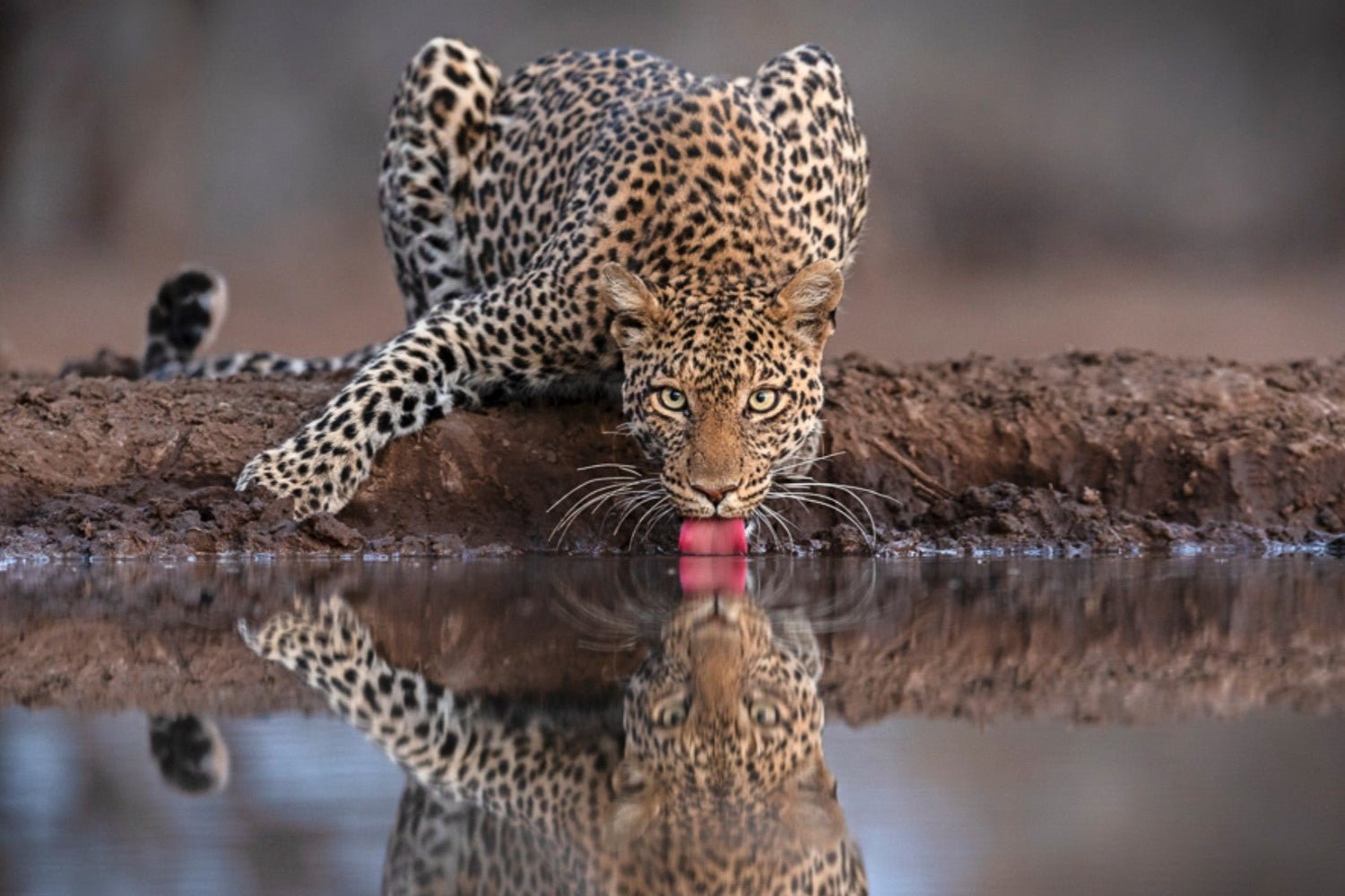 Leopard drinking water from a pond with a blurred background