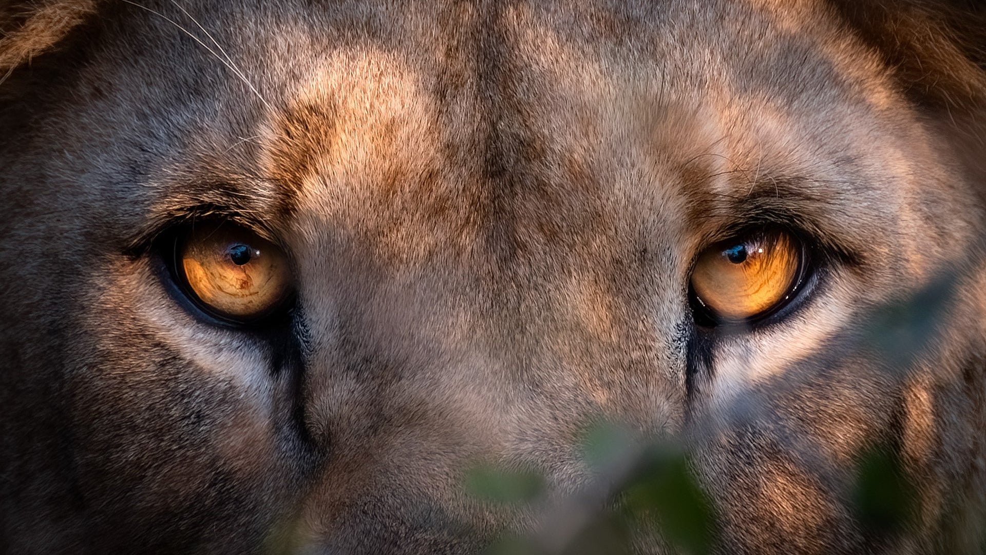 Close-up of a lion's face with a focus on its eyes.