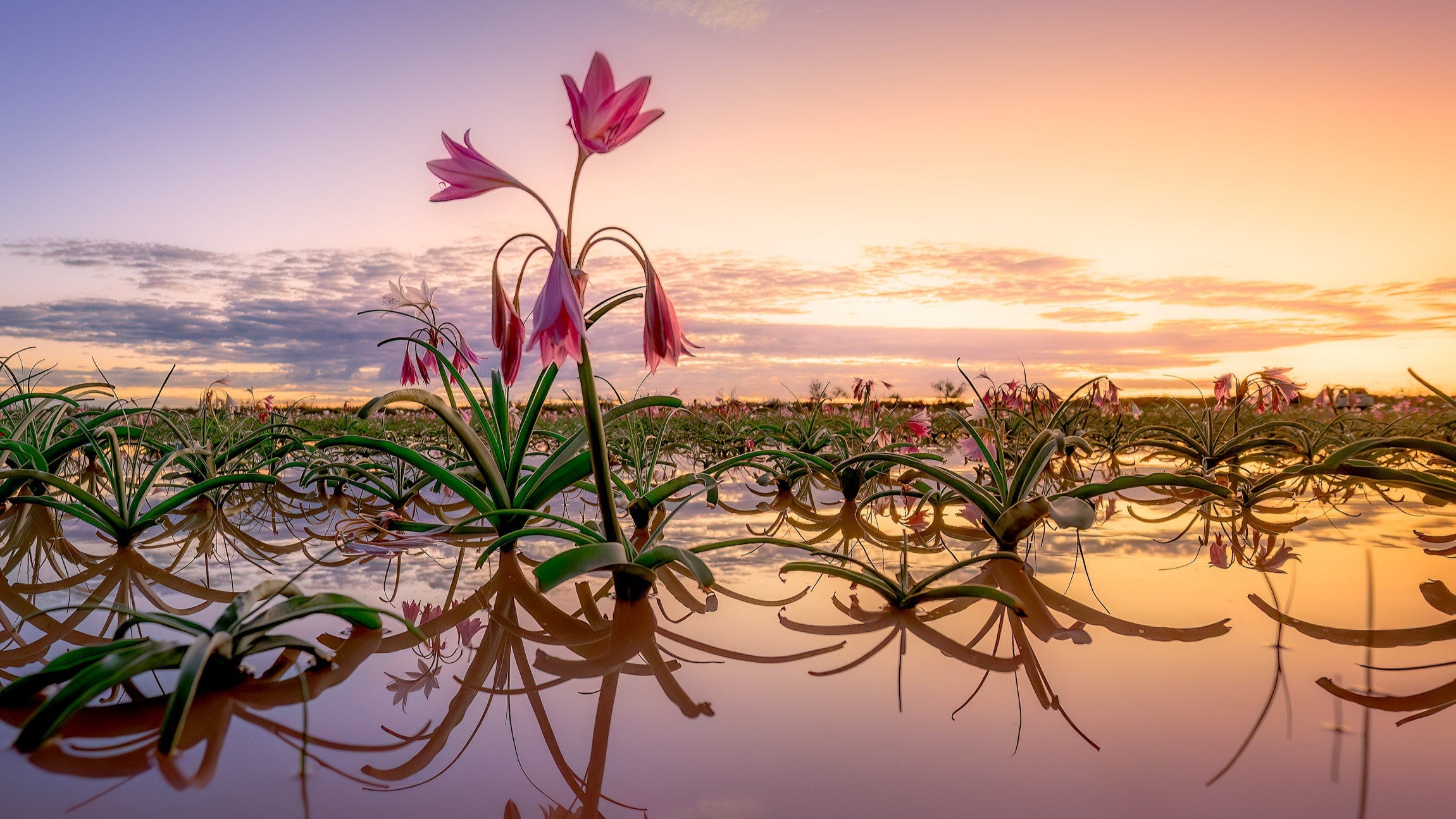 Pink flowers reflected in water with a sunset sky