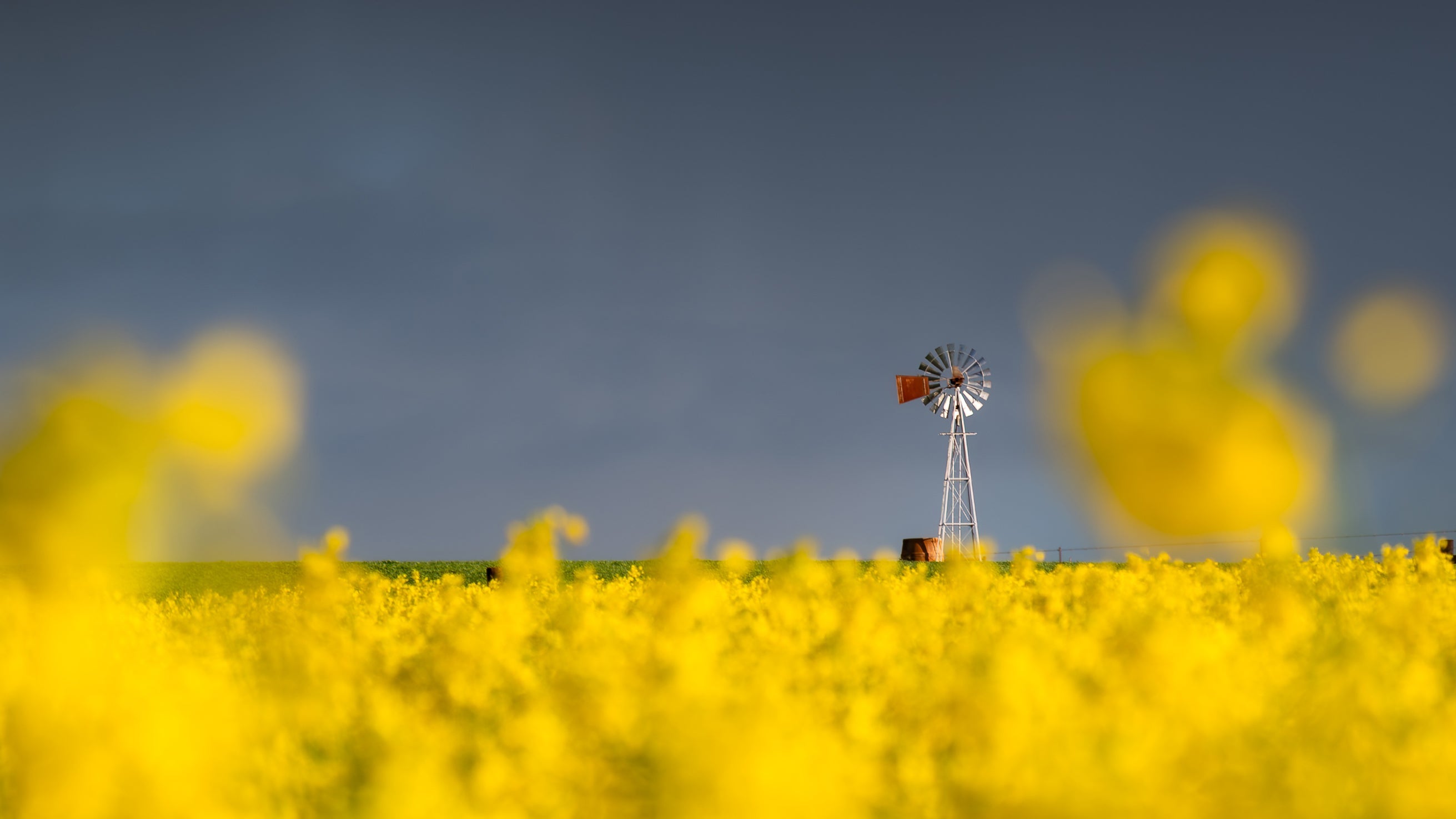 Yellow flower field with a windmill in the background