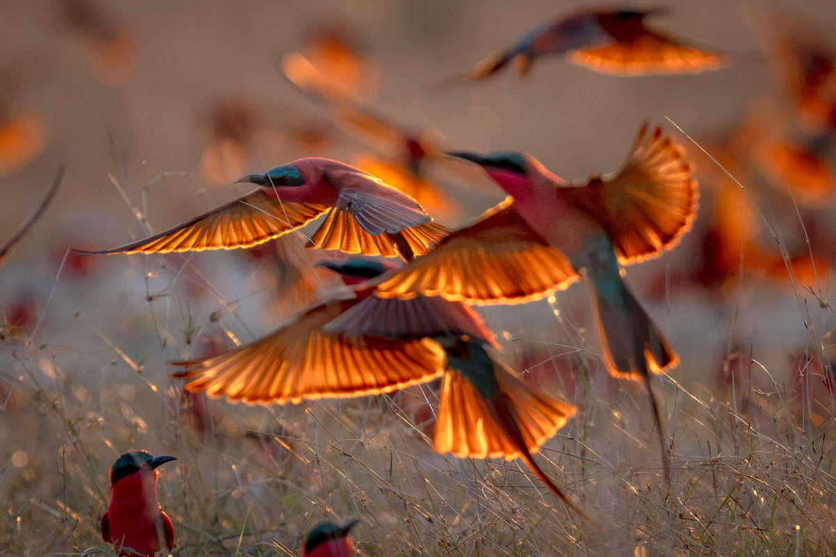 The Carmine Bee-Eater Migration: One of Africa's Most Spectacular Wild ...