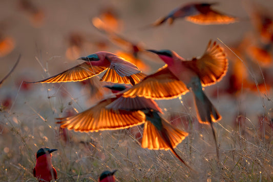 The Carmine Bee-Eater Migration: One of Africa's Most Spectacular Wildlife Events
