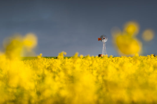 Chasing Yellow and Green in the Overberg