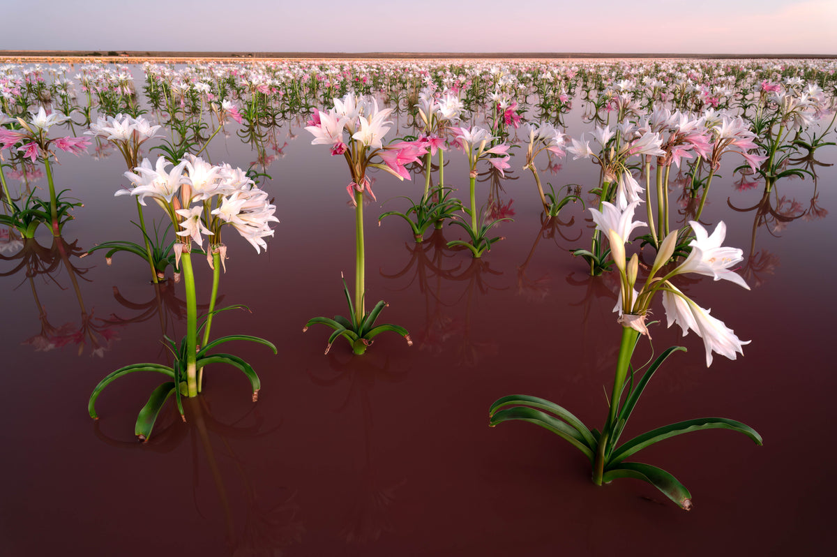 The Magic of the Sandhof Lilies: A Rare Photographic Experience – Kyle ...