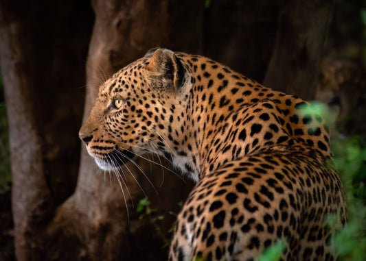 Mashatu in the Rain: Slowing Down to See More