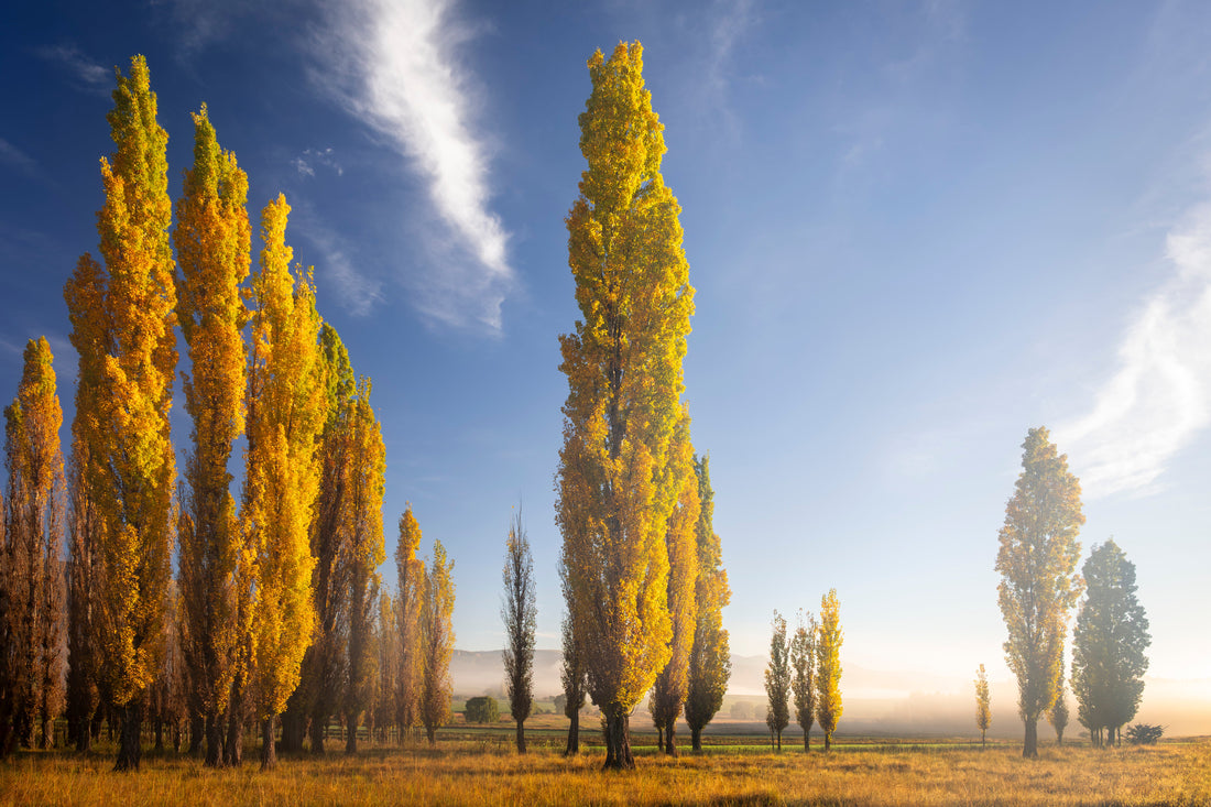 Clarens in Autumn: A Study in Colour and Light