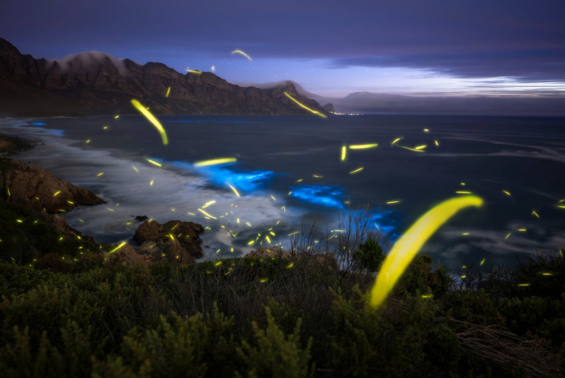 Chasing Fireflies across the Cape