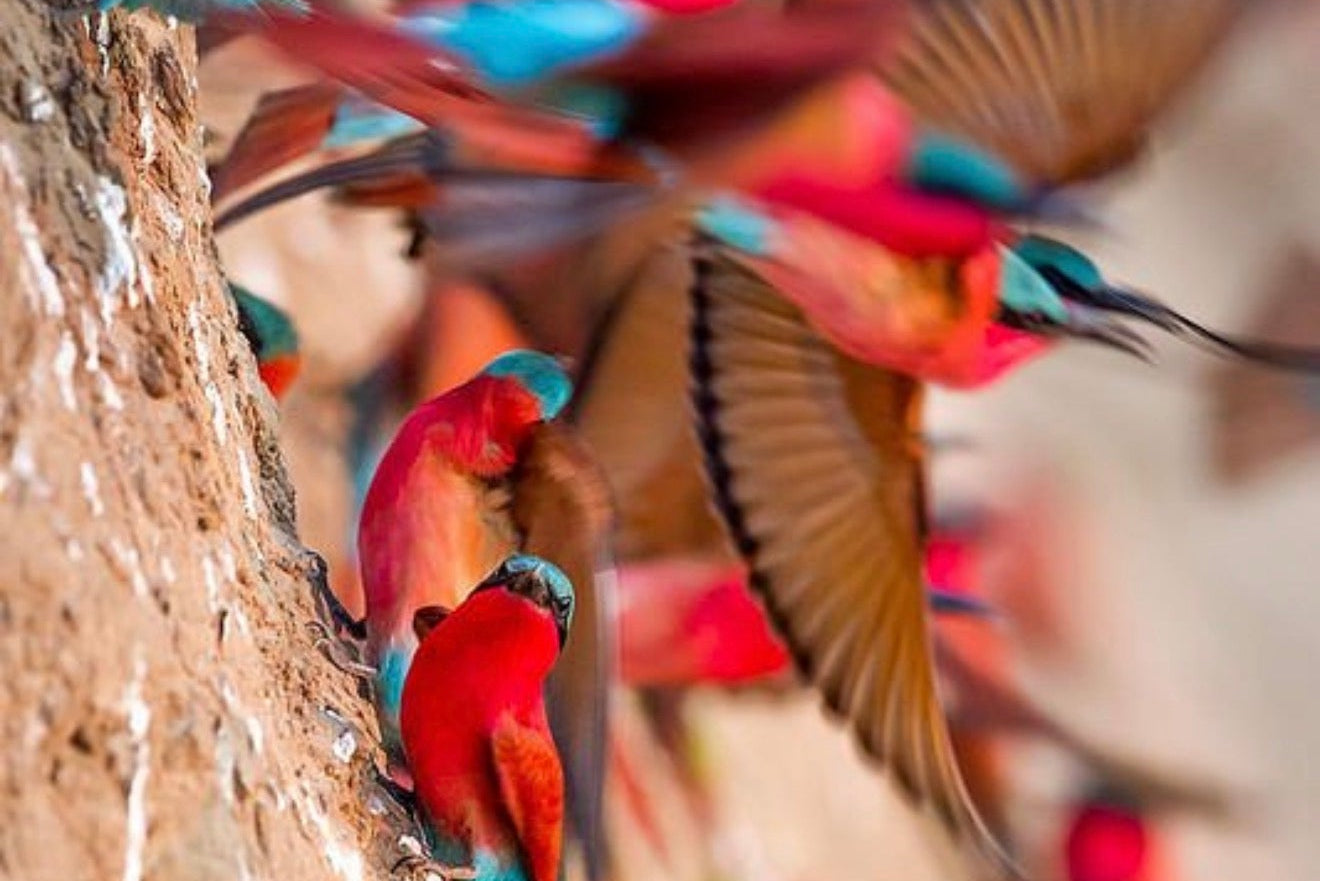 A close-up action shot of a flock of brightly colored birds, likely bee-eaters, perched on and flying near a textured brown wall. The birds display vivid red, pink, turquoise blue, and brown feathers, with some captured in motion blur against a soft-focus background.