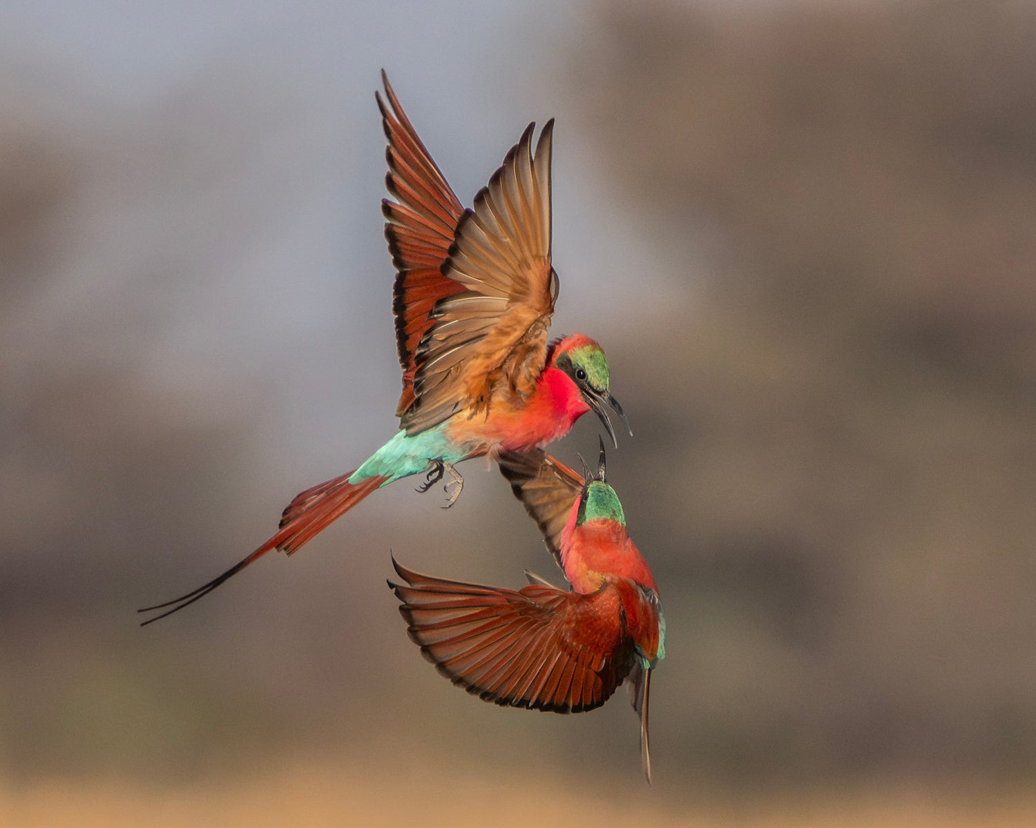 Two colorful birds in flight against a blurred natural background