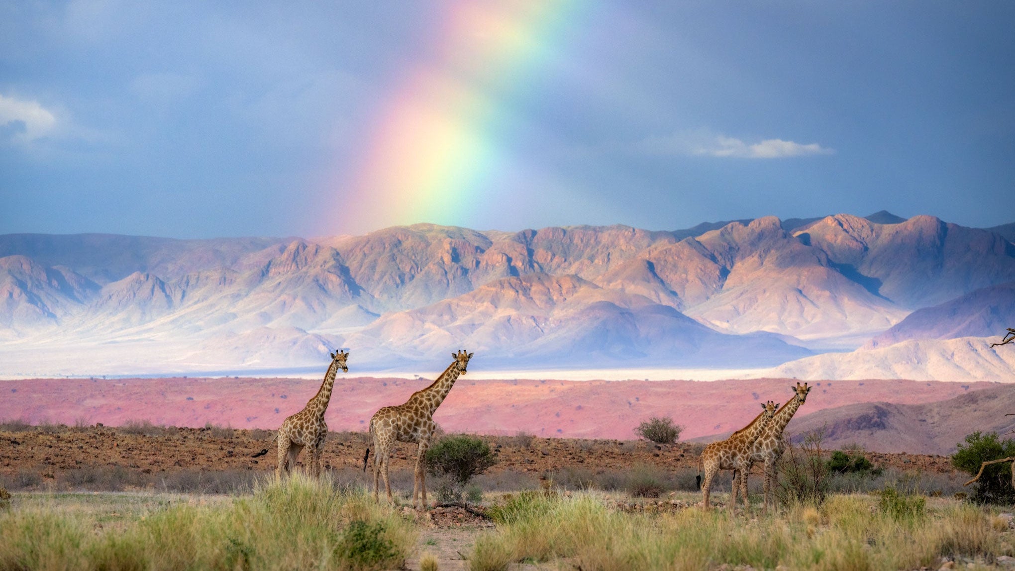 Giraffes in a desert landscape with a rainbow and mountains in the background