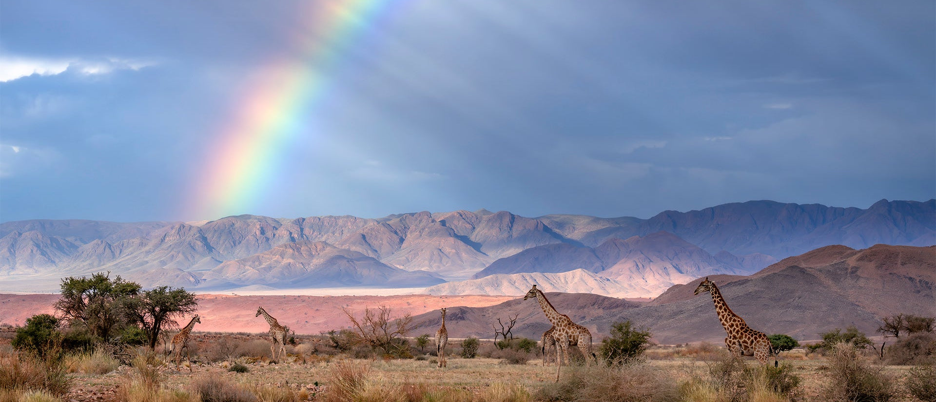 Giraffes in a desert landscape with a rainbow in the sky