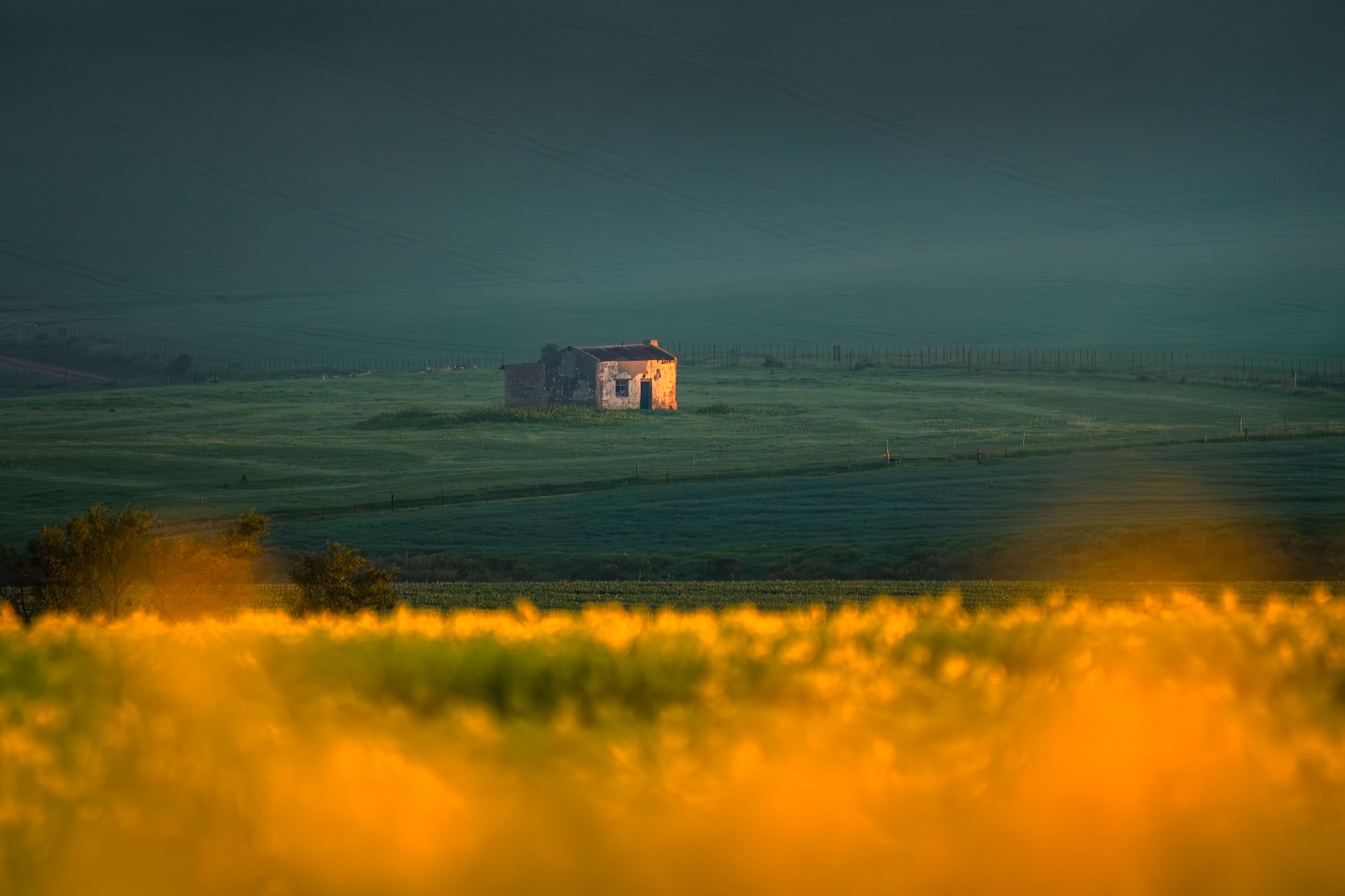Abandoned building in a misty landscape with a field of yellow flowers in the foreground.