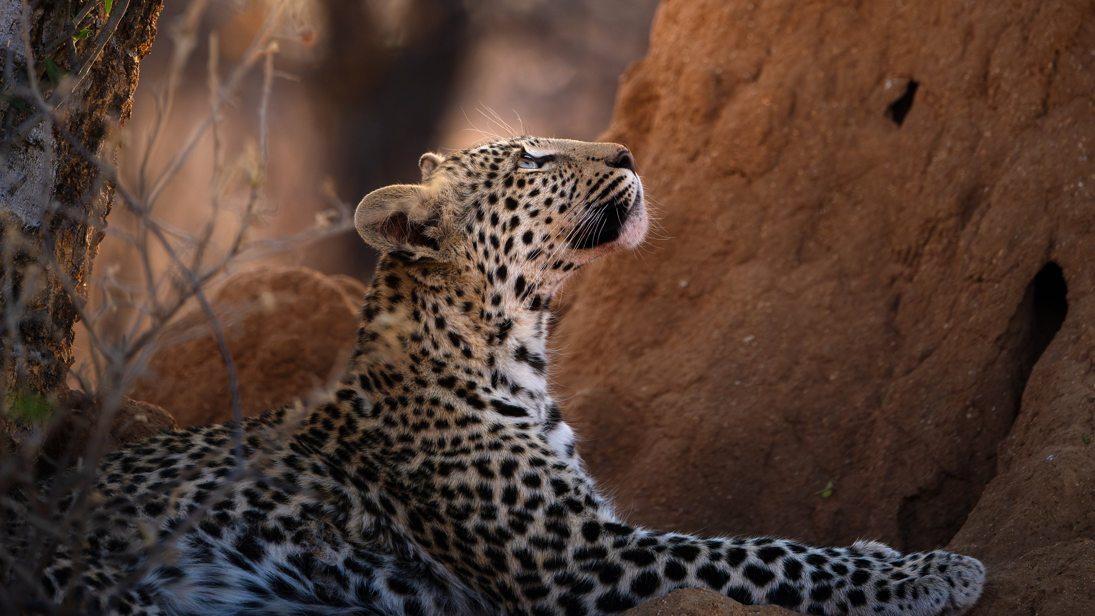 A leopard with a spotted black-and-tan coat lies on sandy ground beside a large reddish-brown earth mound, with blurred trees in the background.