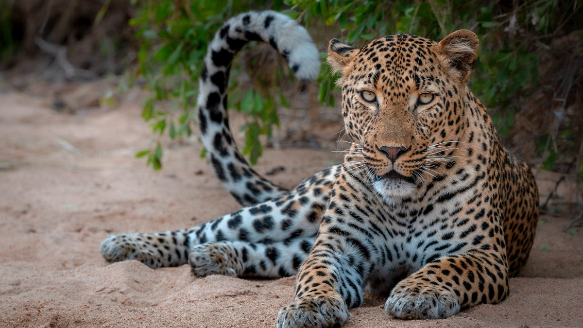 Leopard lying on sandy ground with green foliage in the background