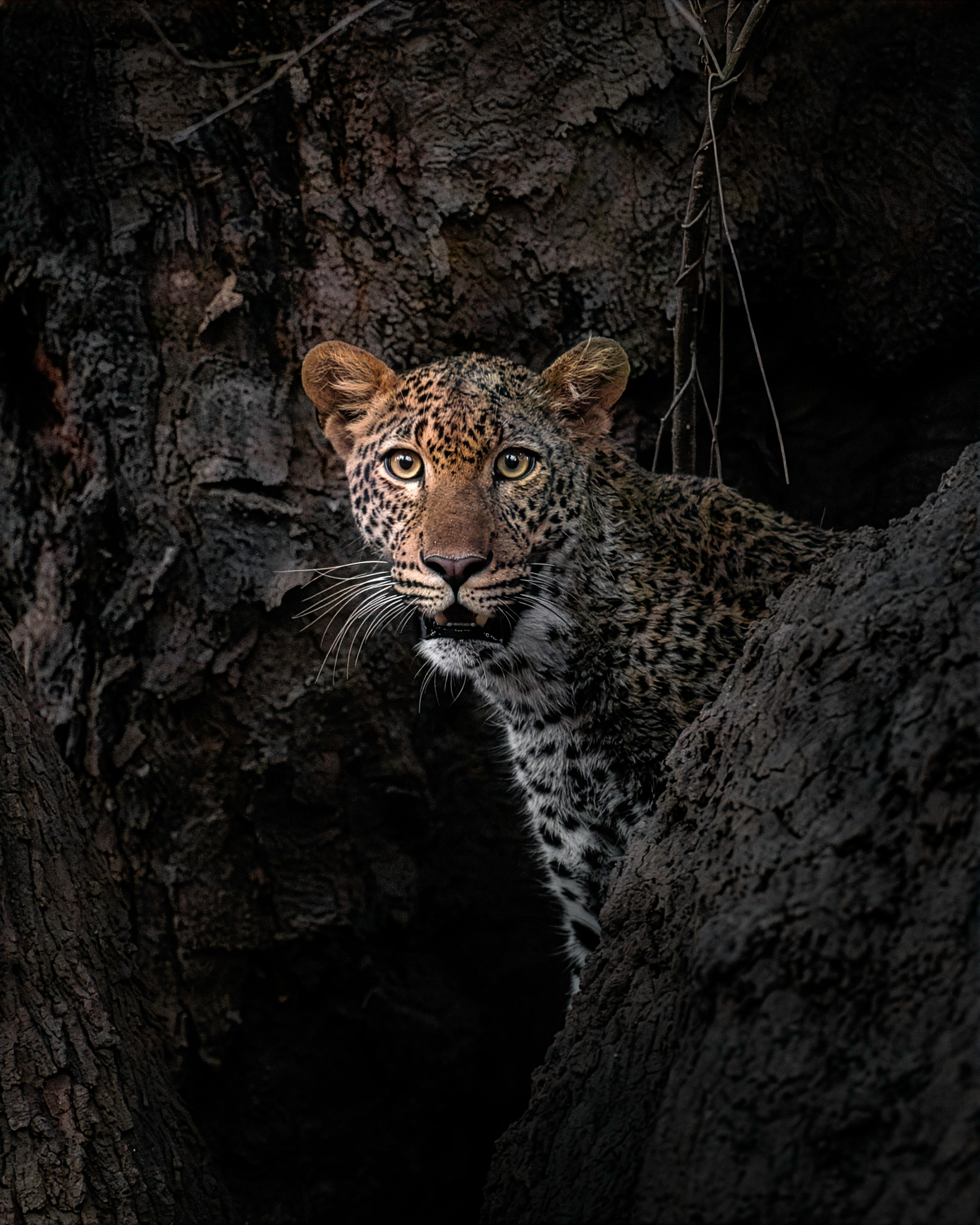 Leopard peeking from behind a tree in a dark forest setting
