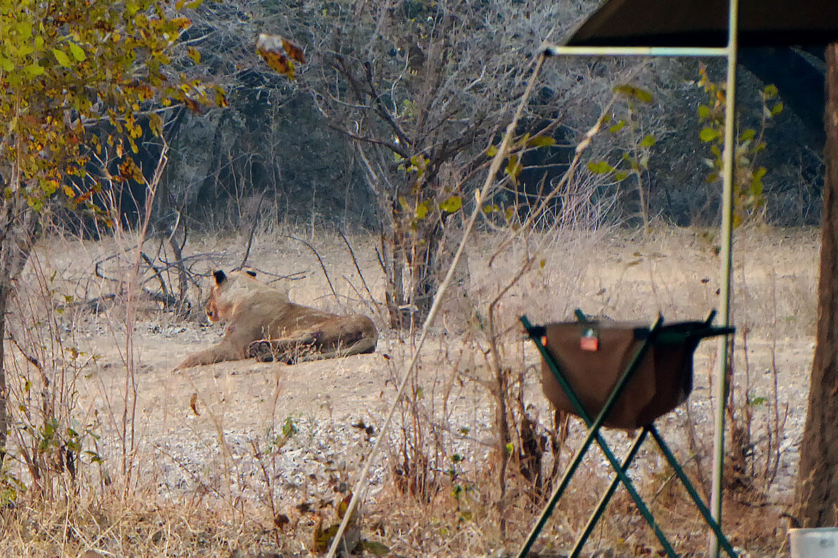 Lion lying on the ground with a hunting stand and binoculars in the foreground.