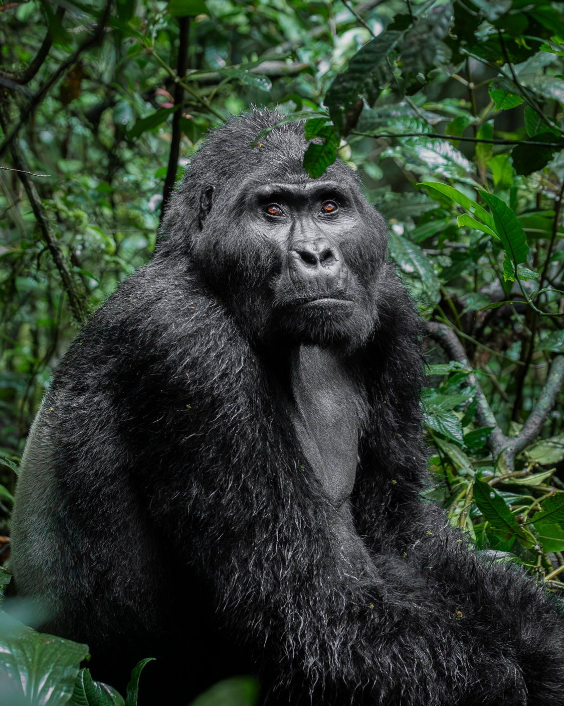 Gorilla in a forest setting