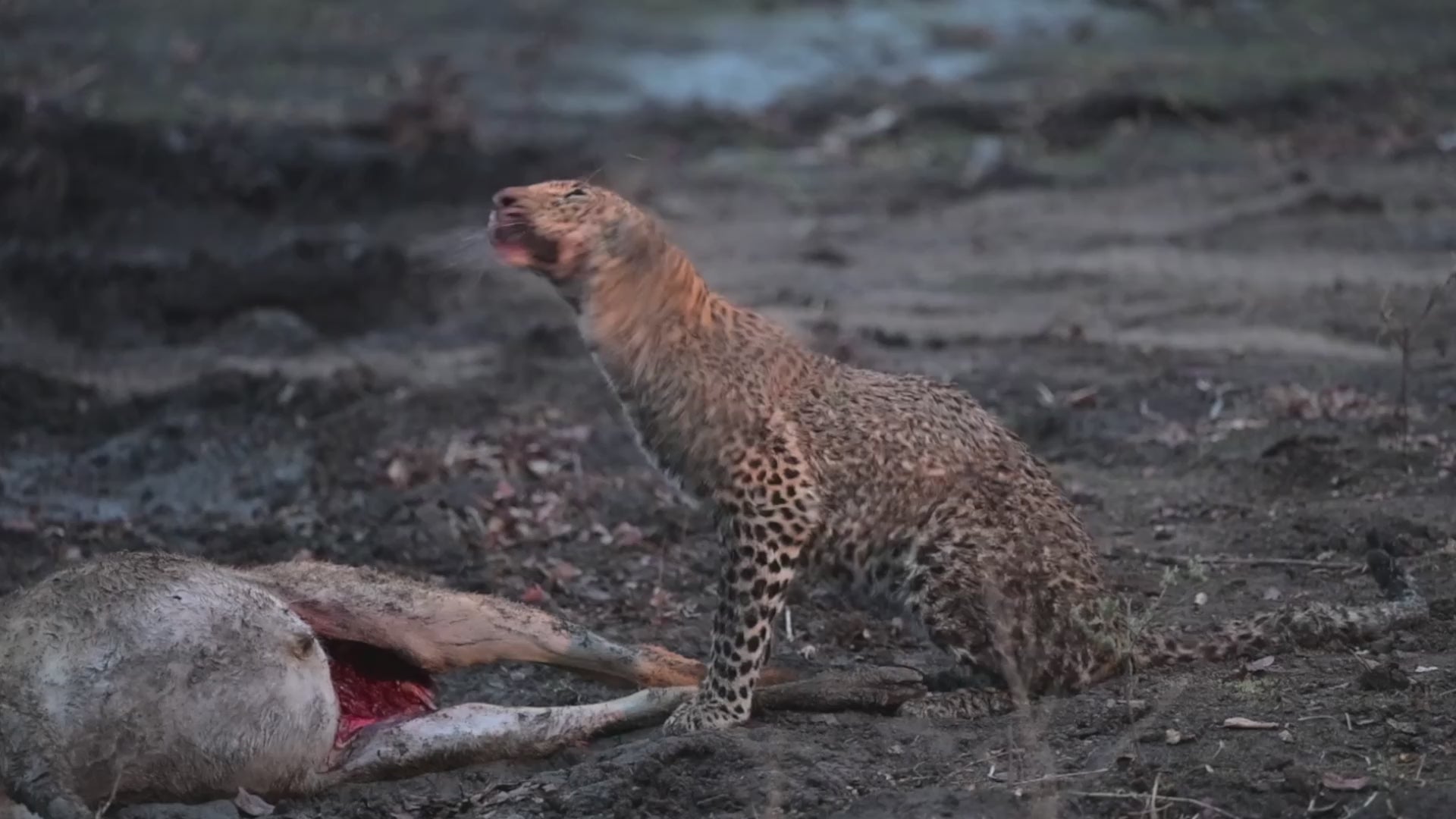 Load video: South Luangwa Photographic Workshop