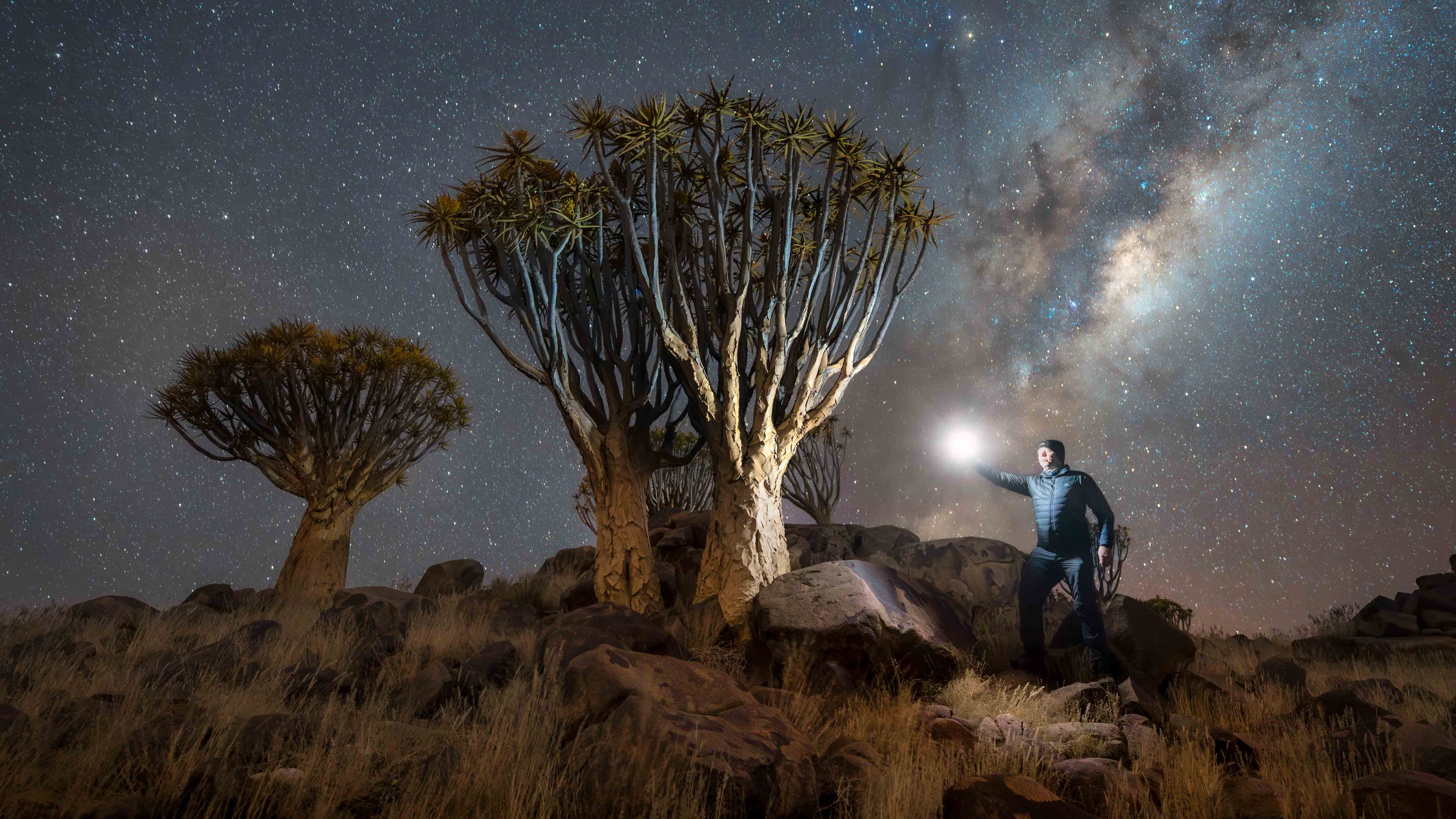 Person standing under a starry sky with a Milky Way galaxy visible, near quiver trees.