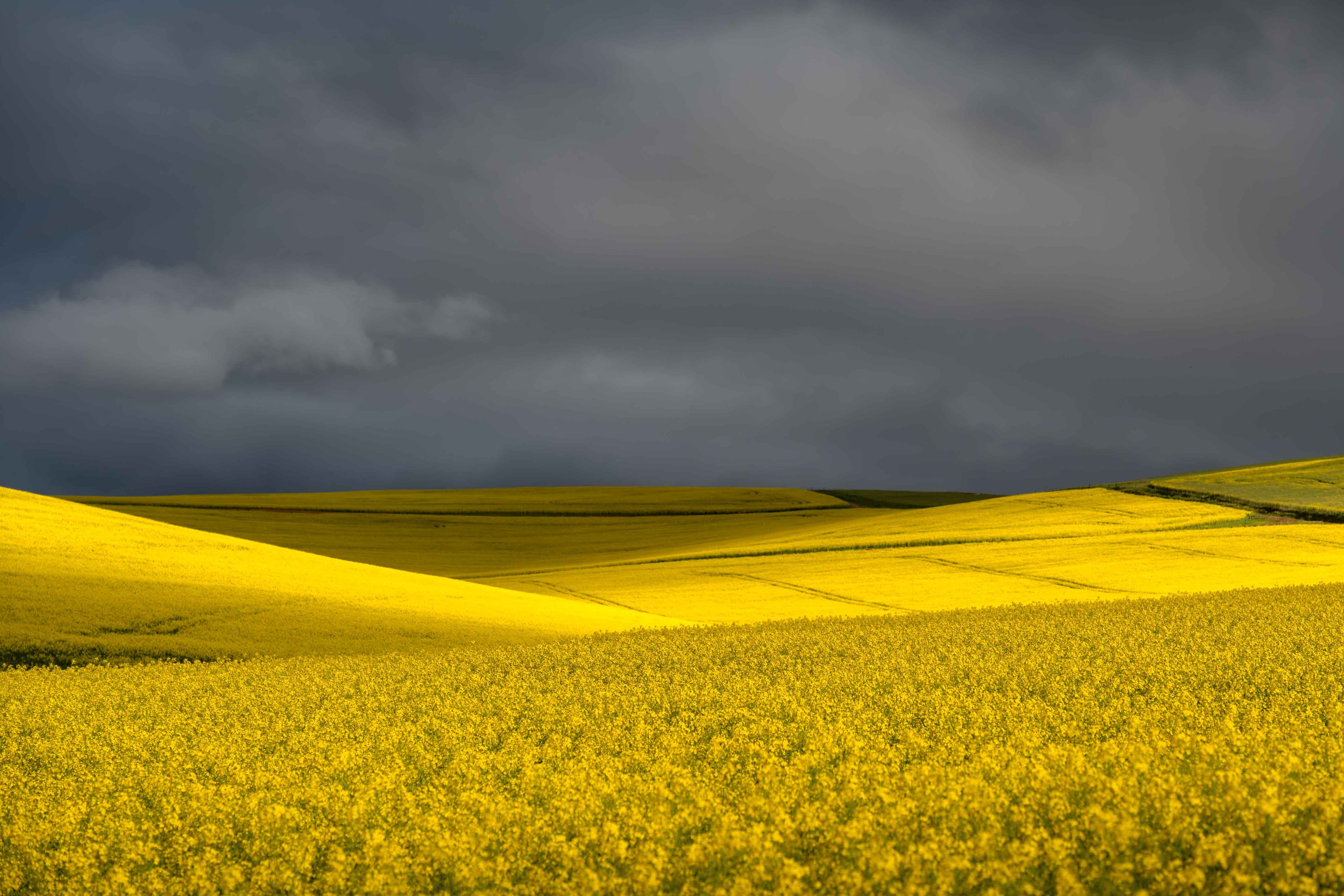 Yellow field under a dark, stormy sky