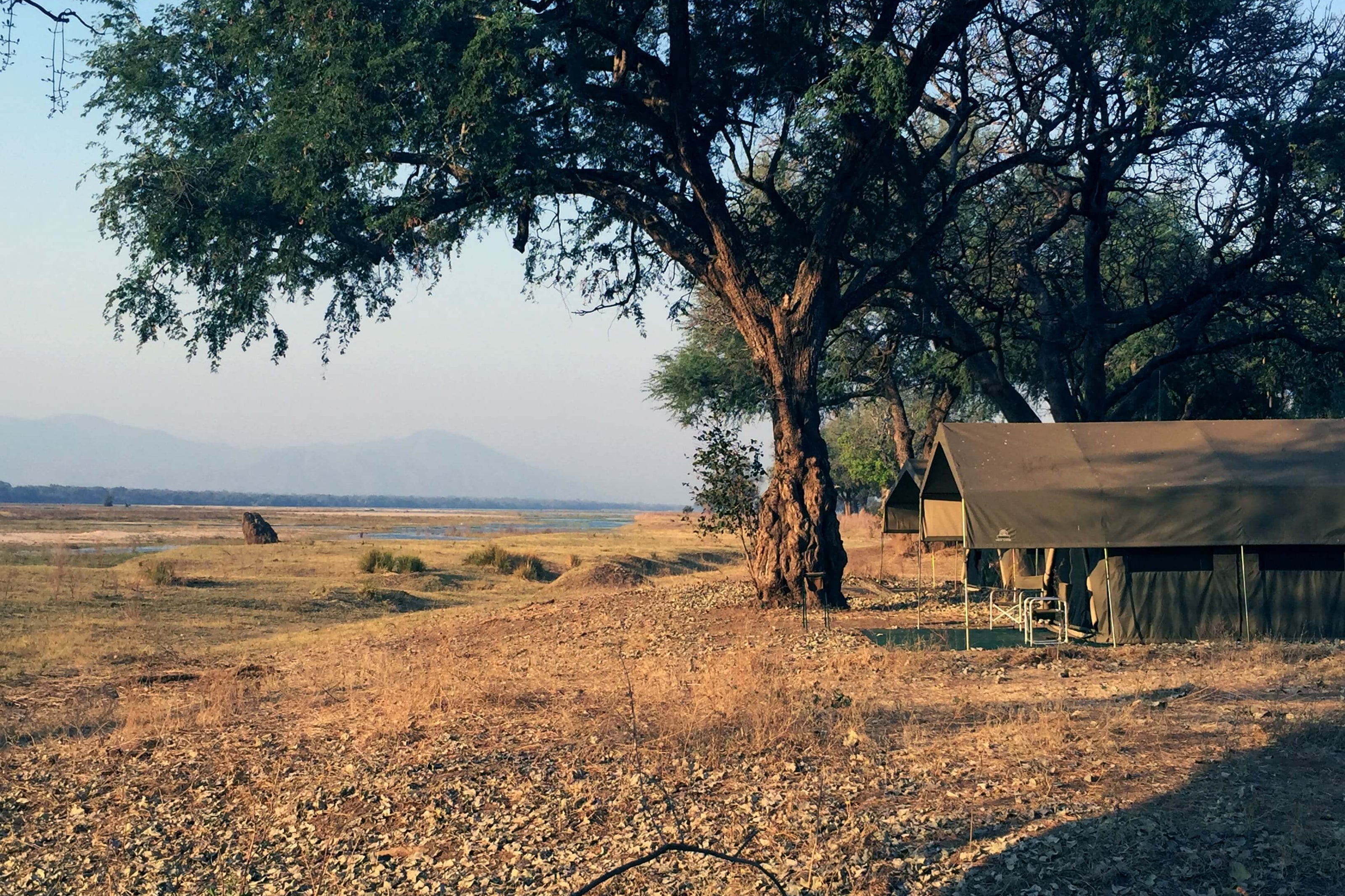 Tent in a savannah landscape with trees and open field