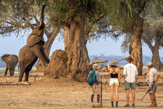 People on a safari observing an elephant in a natural setting