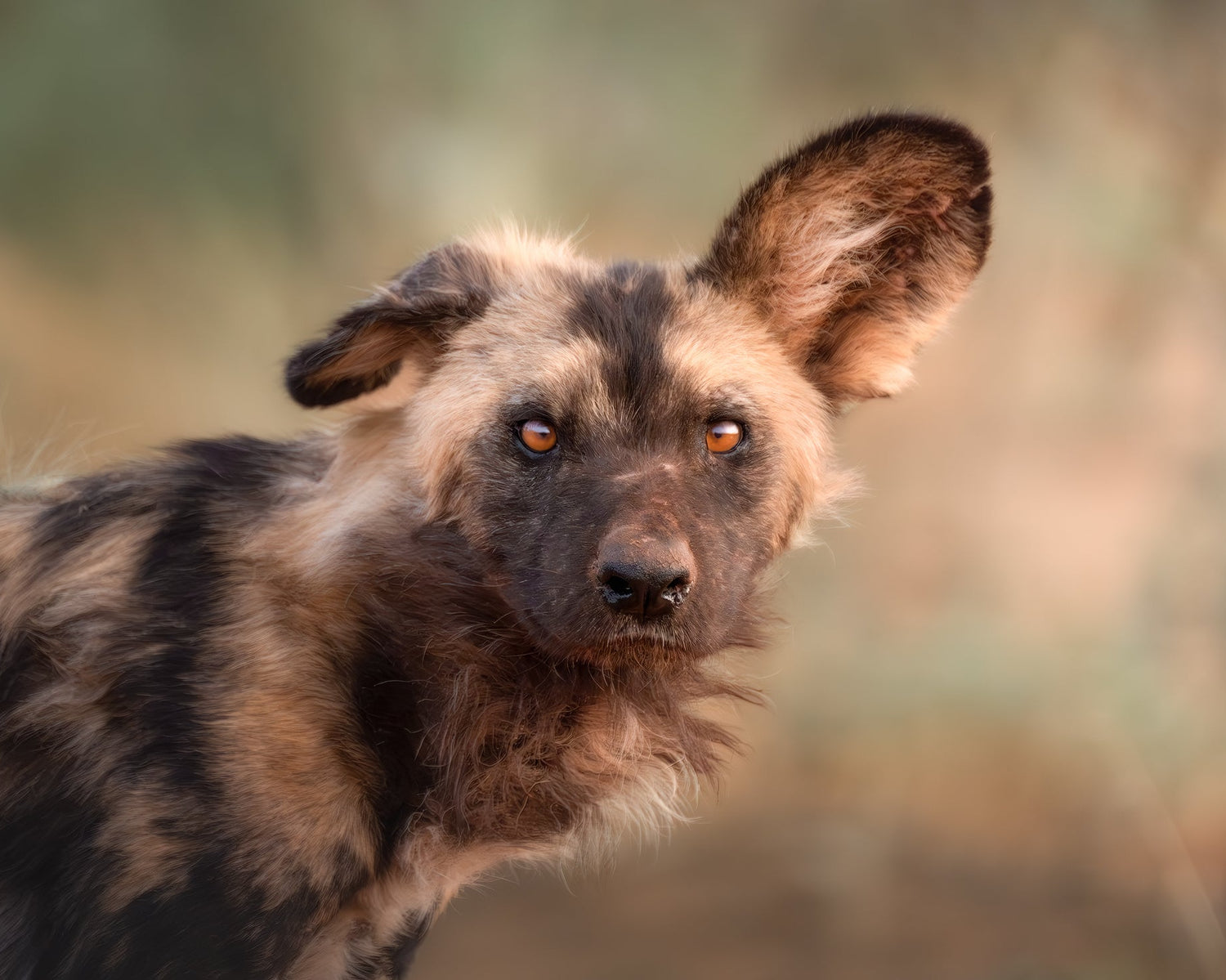 wild dog eye contact