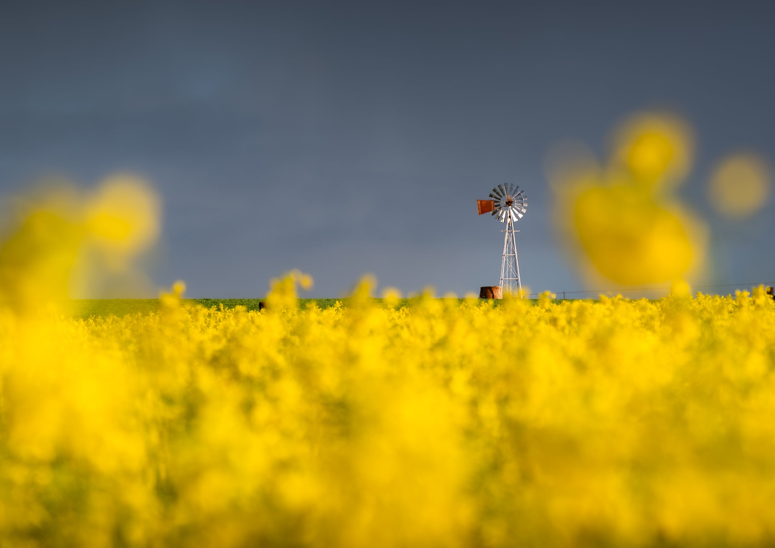 Yellow flower field with a windmill in the background